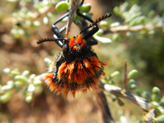 Julodis