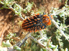 Julodis