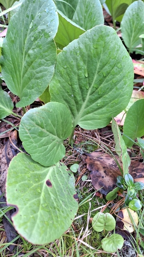 Bergenia crassifolia