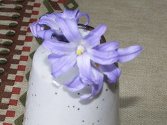 Scilla luciliae