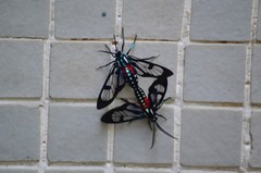 Poecilosoma eone