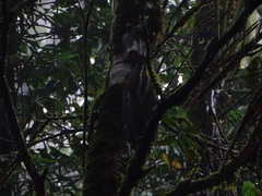 Tigrisoma fasciatum