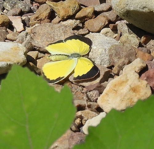Little Yellow photo 3