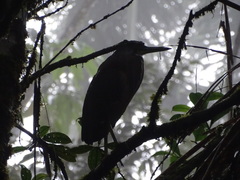 Tigrisoma fasciatum