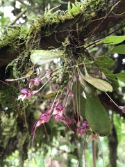 Masdevallia nidifica