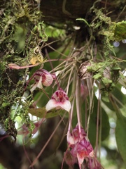 Masdevallia nidifica