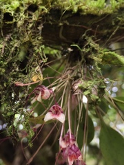 Masdevallia nidifica