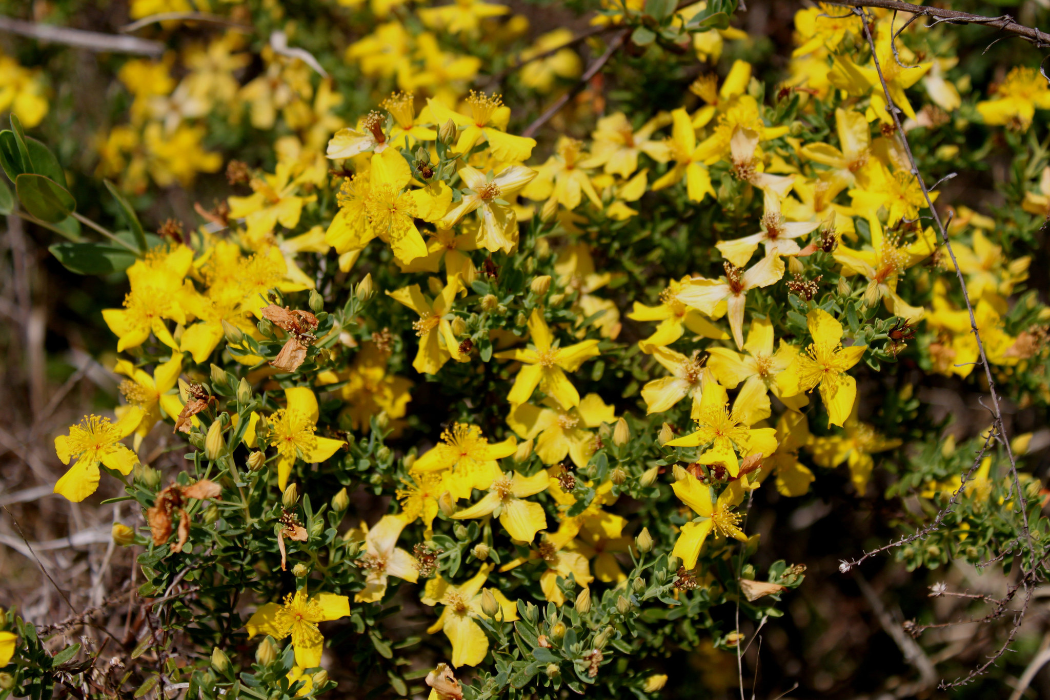 Hypericum microsepalum