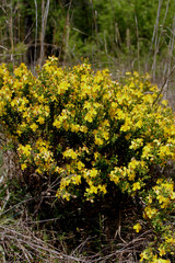 Hypericum microsepalum