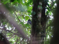 Cephalopterus ornatus