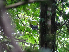 Cephalopterus ornatus