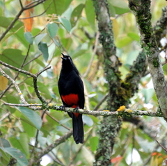 Hypopyrrhus pyrohypogaster