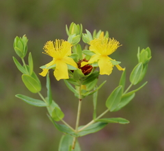Hypericum myrtifolium