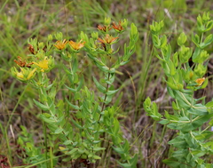 Hypericum myrtifolium