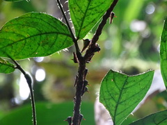 Umbonia ataliba