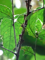 Umbonia ataliba