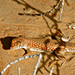 Acanthodactylus schmidti - Photo (c) Tamsin Carlisle,  זכויות יוצרים חלקיות (CC BY-NC-SA)