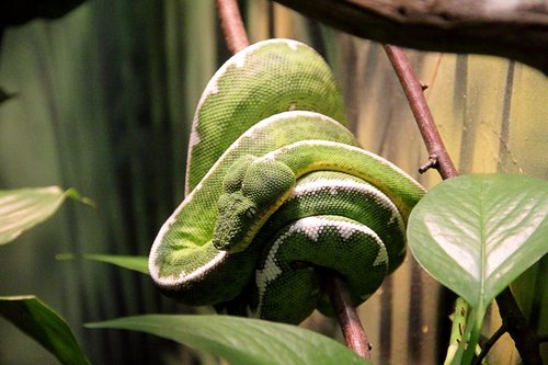 Corallus batesii