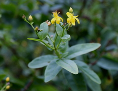 Hypericum nudiflorum
