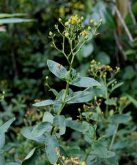 Hypericum nudiflorum
