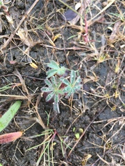 Lupinus rivularis