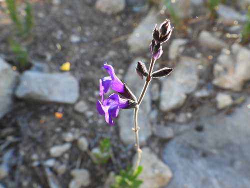 Image of Salvia coahuilensis by (c) Leticia Jiménez Hernández, some rights reserved (CC BY-SA)
