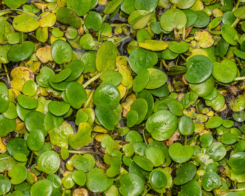 Amazon Frogbit from Brisbane QLD, Australia on August 27, 2023 at 11:23 ...