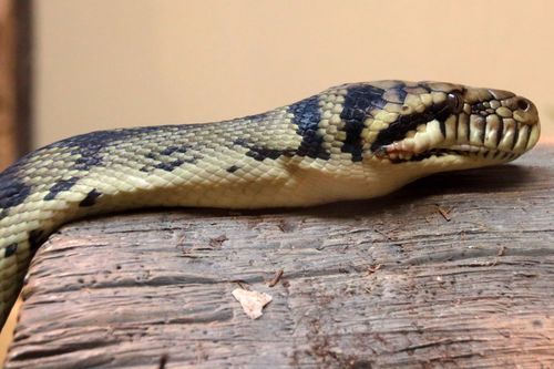 Simalia amethistina