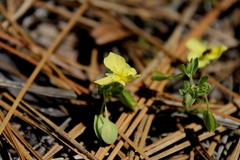 Hypericum suffruticosum