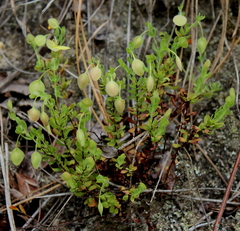 Hypericum suffruticosum