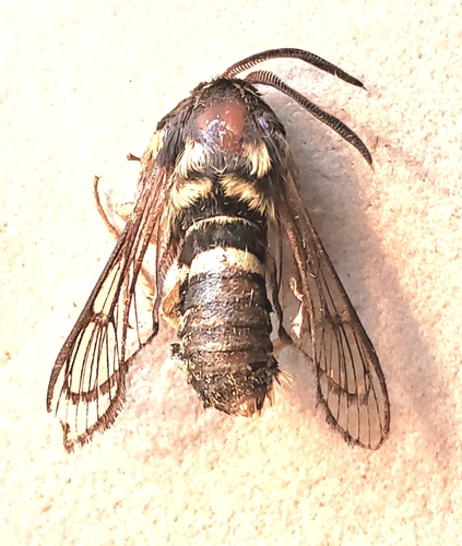 American Hornet Moth photo 4