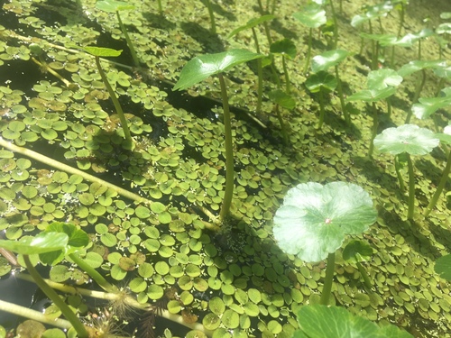 Hydrocotyle ranunculoides image