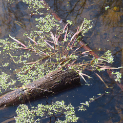Torreyochloa pallida