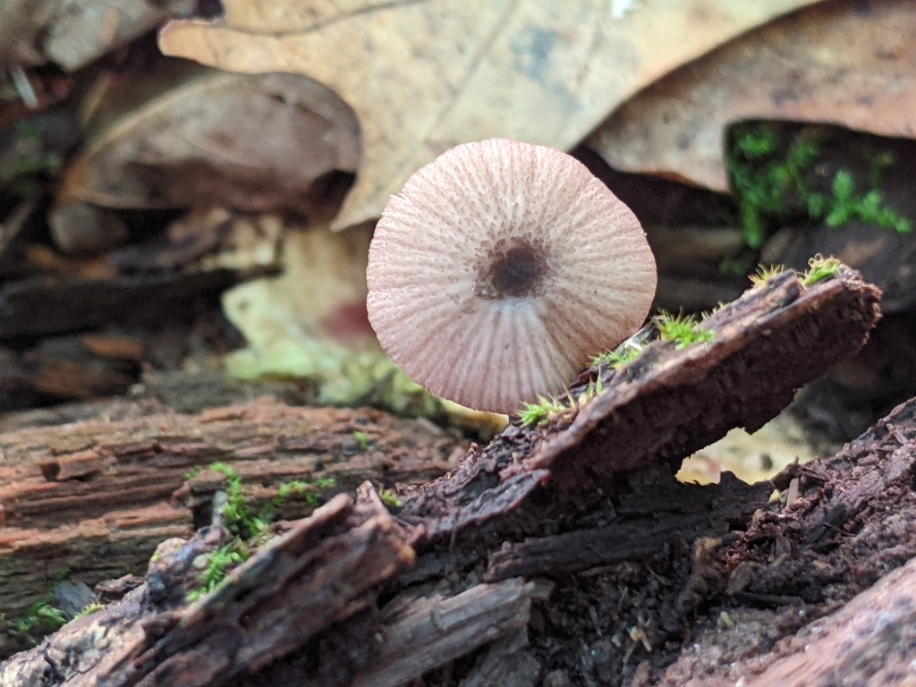 Entoloma pulchripes from Metamora-Hadley Recreation Area on July 21 ...