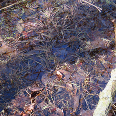 Torreyochloa pallida
