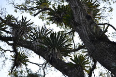 Vriesea