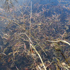 Torreyochloa pallida