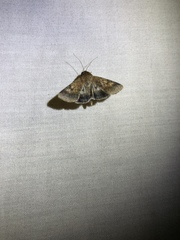 Pandesma robusta