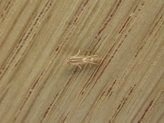 Phyllonorycter leucographella