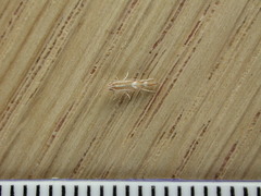 Phyllonorycter leucographella