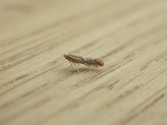 Phyllonorycter leucographella