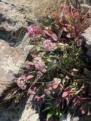 Hylotelephium telephioides