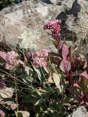 Hylotelephium telephioides