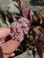 Hylotelephium telephioides