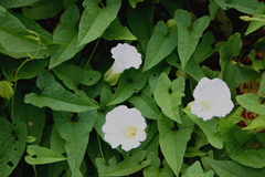 Calystegia silvatica fraterniflora