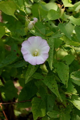 Calystegia silvatica fraterniflora