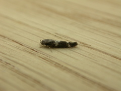 Mompha subbistrigella