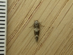 Mompha subbistrigella