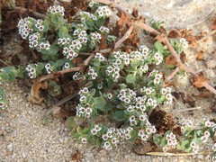 Euphorbia leucophylla