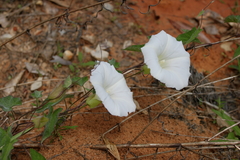Calystegia catesbeiana